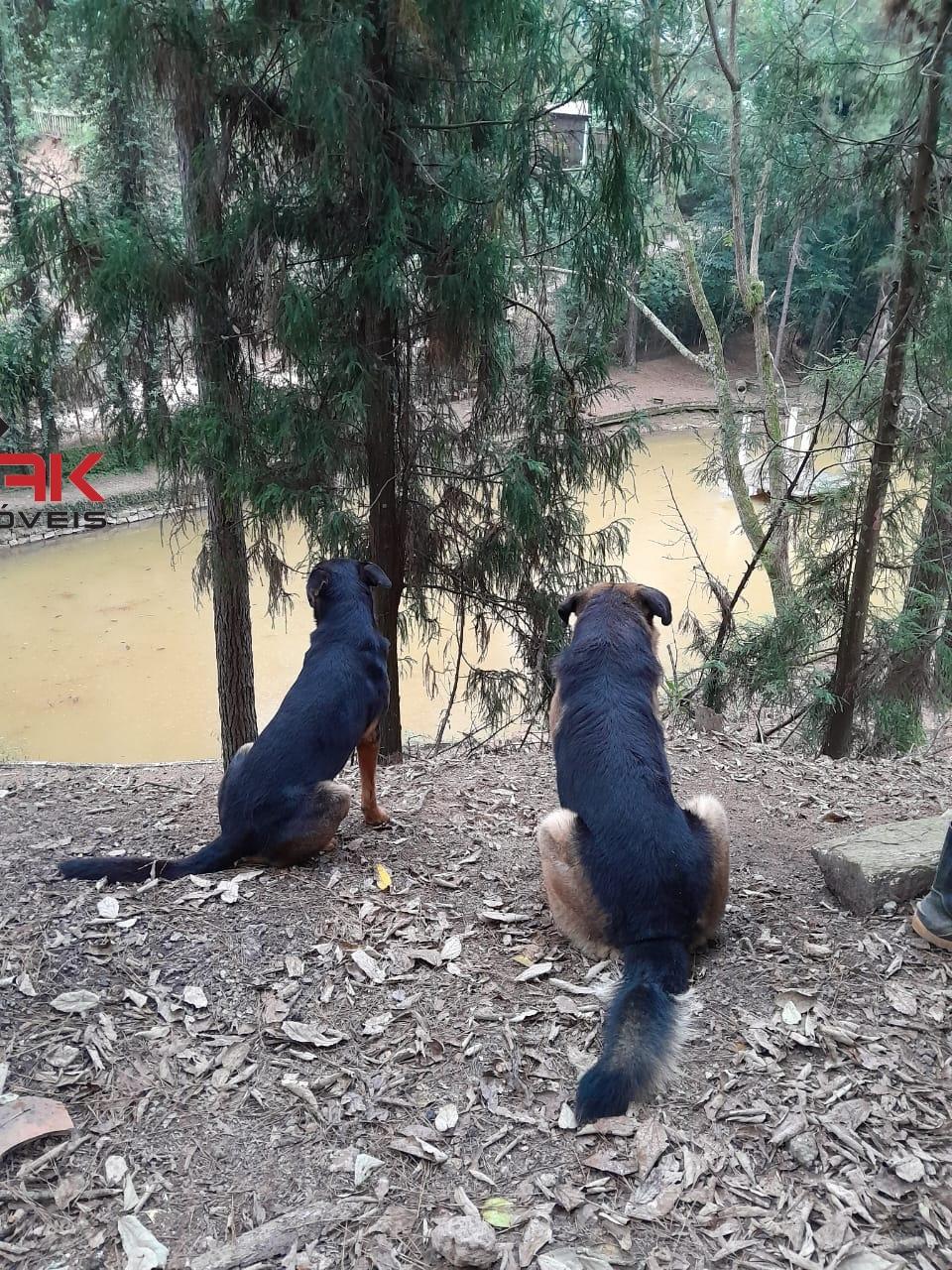 Sítio, 5 quartos, 4 hectares - Foto 6