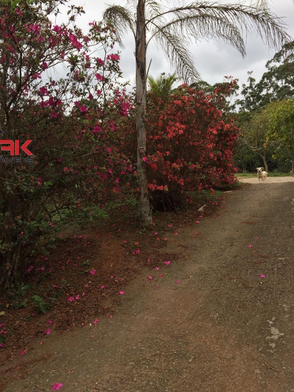 Chácara, 4 quartos, 2543 m² - Foto 4