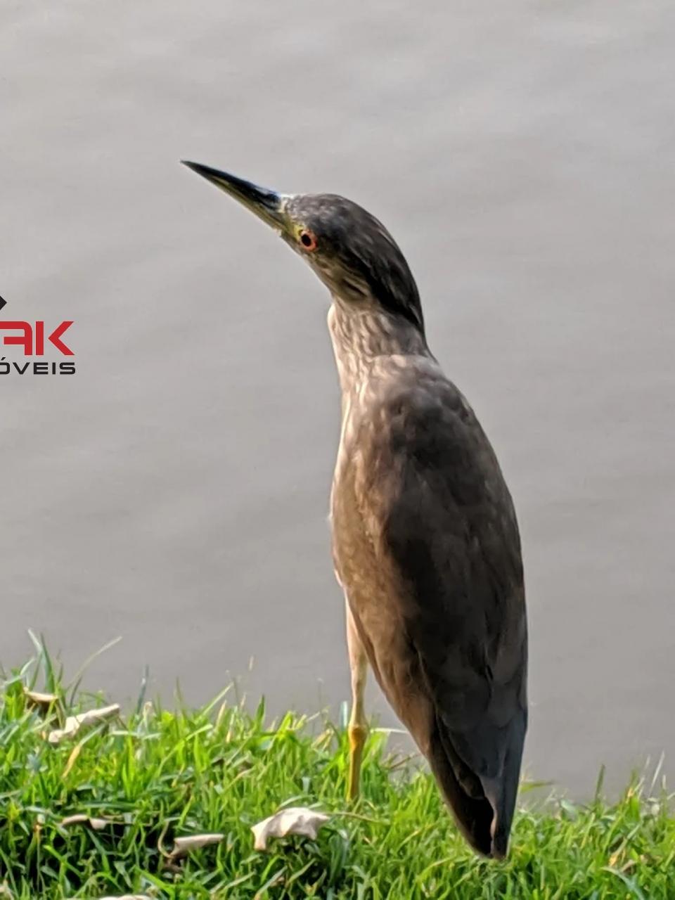 Casa de Condomínio, 3 quartos - Foto 25